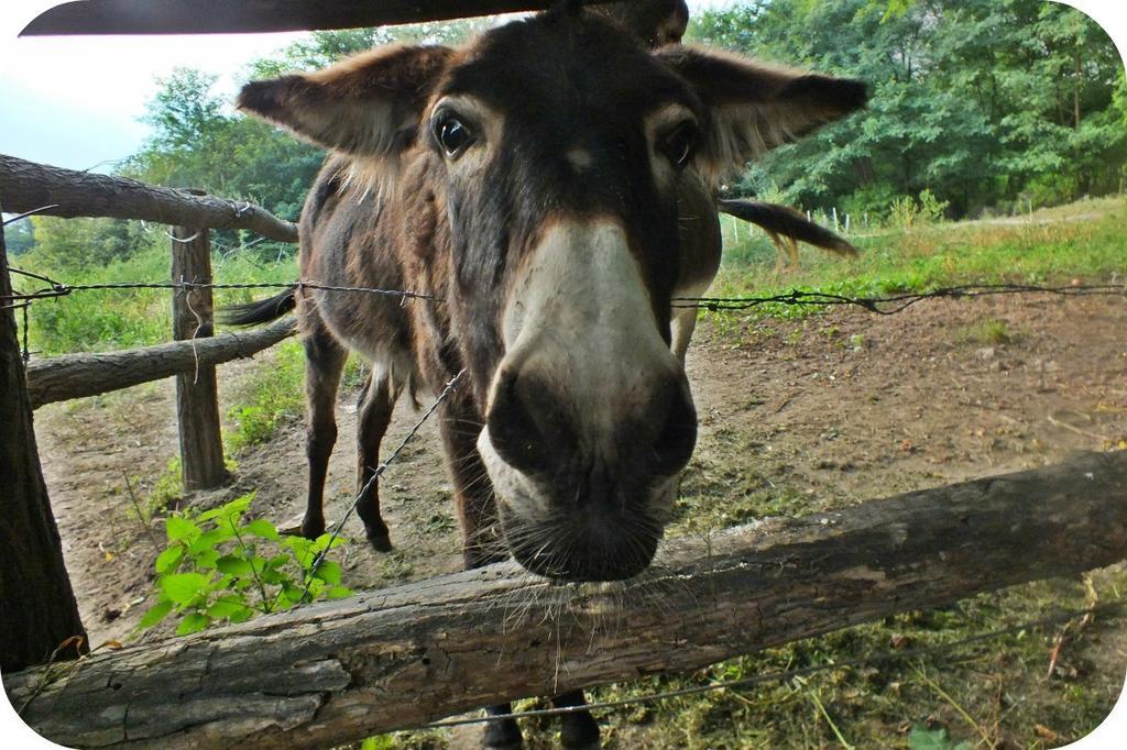 Agriturismo Val Codera Verceia エクステリア 写真