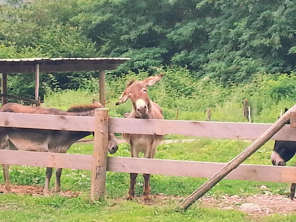 Agriturismo Val Codera Verceia エクステリア 写真